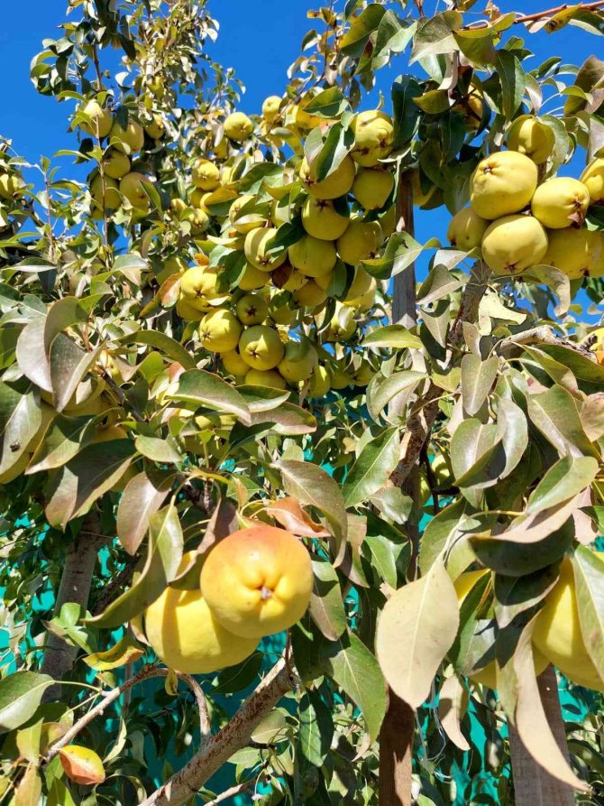 Sungurlu’da Armut Hasadı Başladı