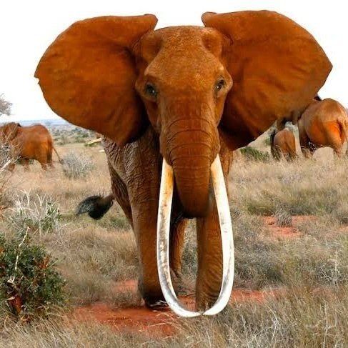 Afrika’nın En Büyük Tusker Cinsi Dişi Fili Olduğuna İnanılan ’Dida’ Öldü