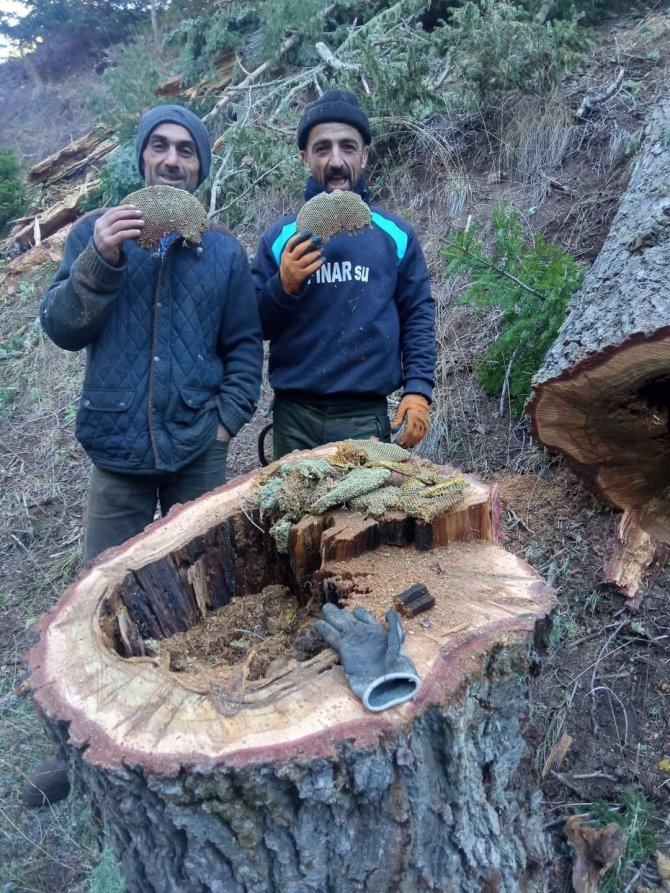 Kestiği Ağacın Kovuğunda Çıkan Bal Şaşırttı