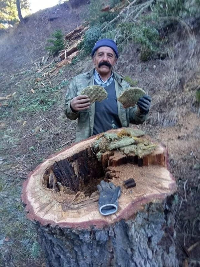 Kestiği Ağacın Kovuğunda Çıkan Bal Şaşırttı