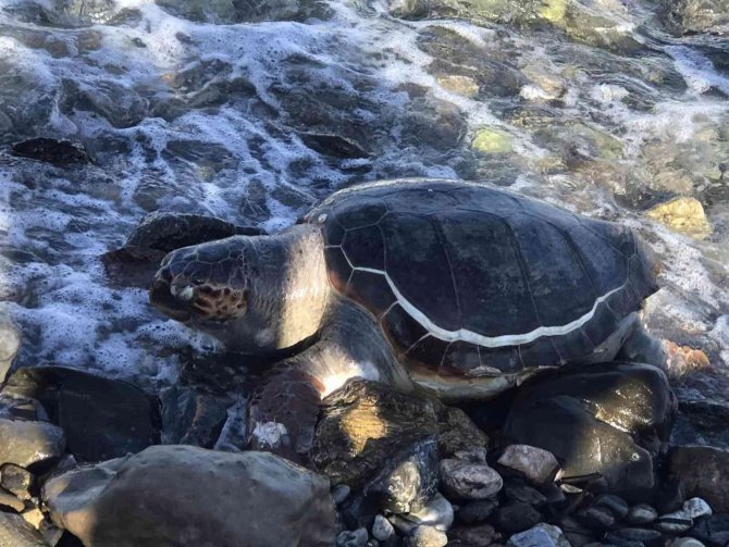 Datça Sahilinde Ölü Caretta Caretta Bulundu