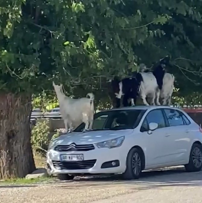 Elazığ’da Keçiler Otomobilin Üzerine Çıkarak Yaprak Yedi