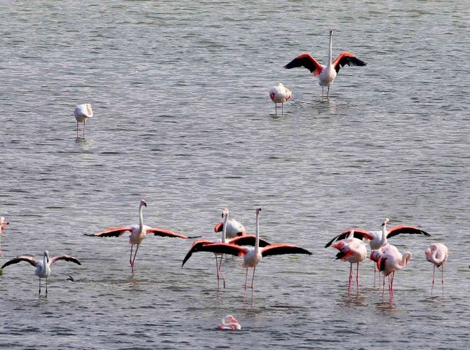 Kuş Oteli’ndeki Flamingo Sayısı Bin 250’ye Ulaştı.