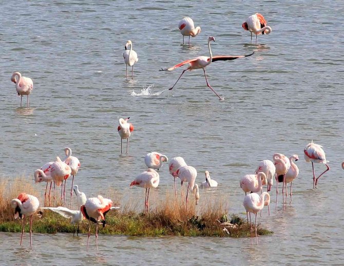 Kuş Oteli’ndeki Flamingo Sayısı Bin 250’ye Ulaştı.