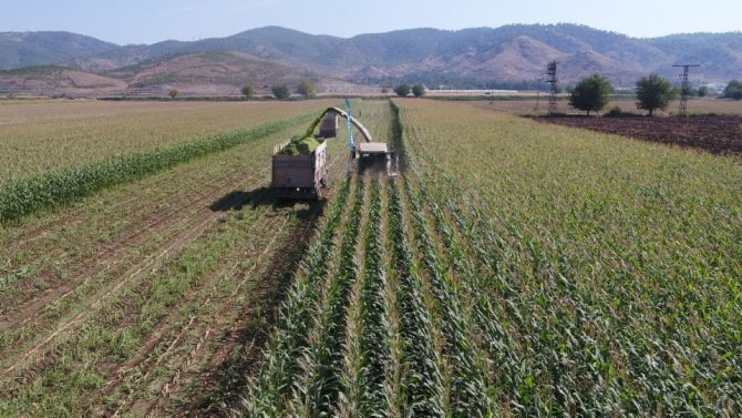 Kahramanmaraş’ta Silajlık Mısır Hasadı