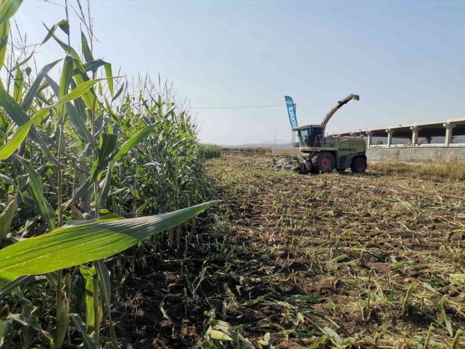 Kahramanmaraş’ta Silajlık Mısır Hasadı