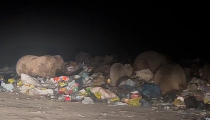 Sarıkamış’ta Ayılar Kış Uykusu Öncesi Besin Depoluyor