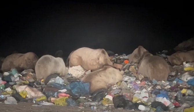 Sarıkamış’ta Ayılar Kış Uykusu Öncesi Besin Depoluyor