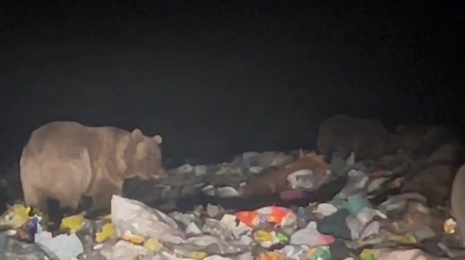 Sarıkamış’ta Ayılar Kış Uykusu Öncesi Besin Depoluyor