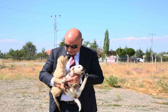 Keçiören Belediyesinden Sokak Hayvanlarına Bakım Ve Tedavi Çalışması