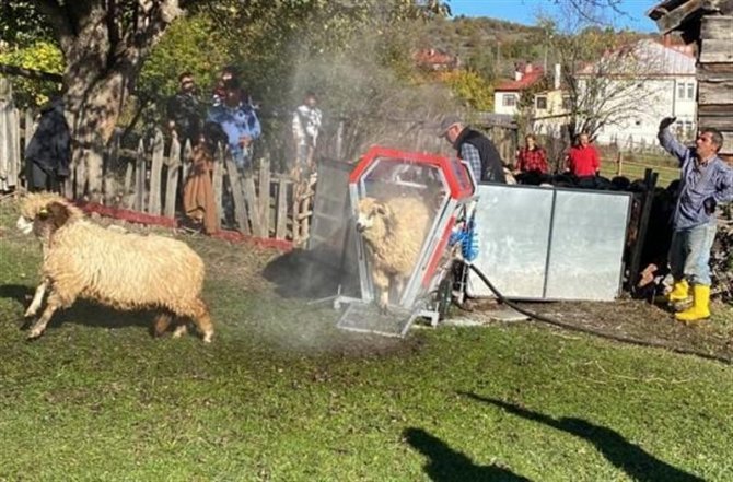 Ordu’da Mobil Koyun Yıkama Banyoları Hizmete Girdi