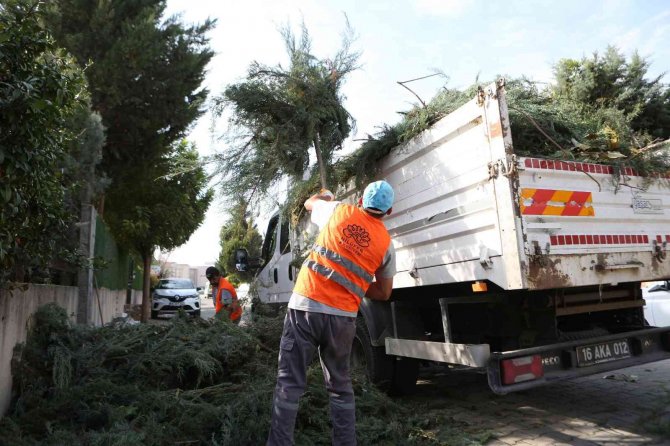 Nilüfer’de Bahçe Ve Budama Atıkları Kompost Oluyor