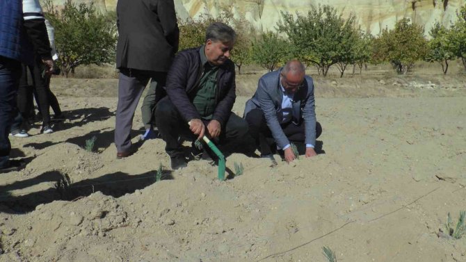 Nevşehir’de 66 Bin 660 Lavanta Toprakla Buluştu