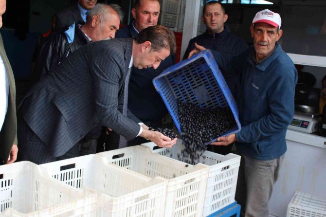 Güney Marmara Zeytininde Hasat Zamanı