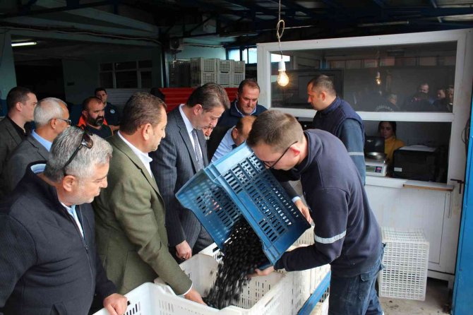 Güney Marmara Zeytininde Hasat Zamanı