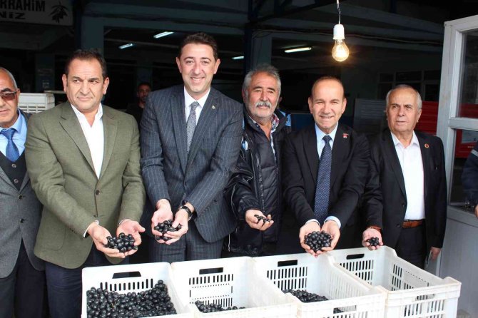 Güney Marmara Zeytininde Hasat Zamanı