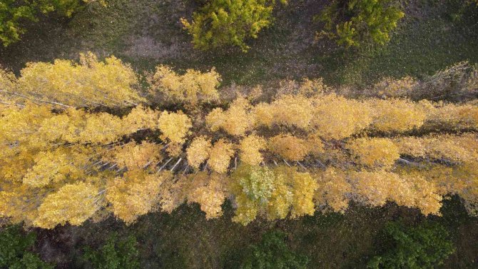 Ağrı Dağı Eteklerindeki İ̇rem Bağları Renkleri İle Büyülüyor