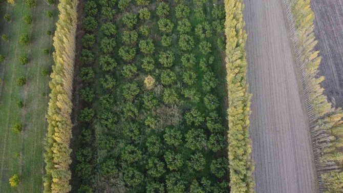 Ağrı Dağı Eteklerindeki İ̇rem Bağları Renkleri İle Büyülüyor