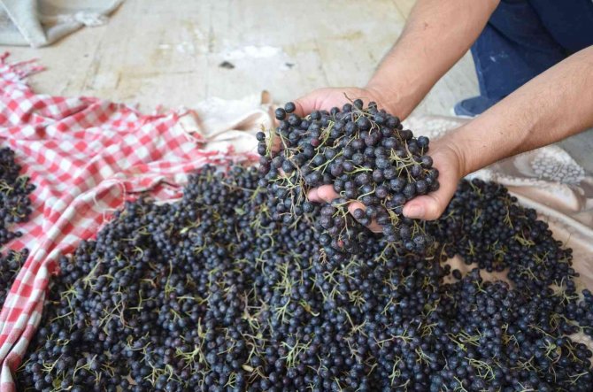 Süper Meyve Aronya Üretimi Türkiye’de Günden Güne Artıyor