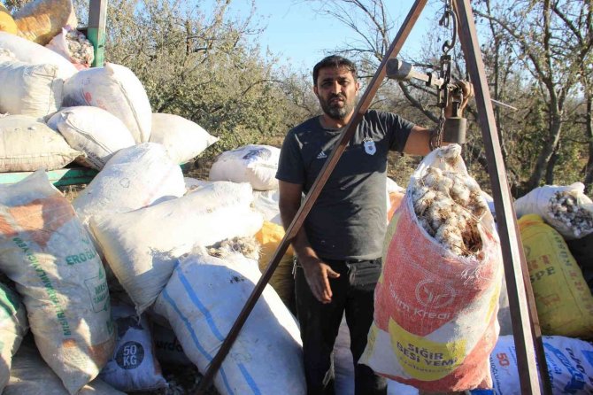 Kalıntı Pamuklar Ekonomiye Kazandırılıyor