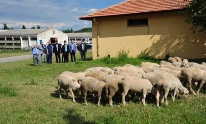 Baün’de "Damızlık Koç Üretim Merkezi" Kuruluyor