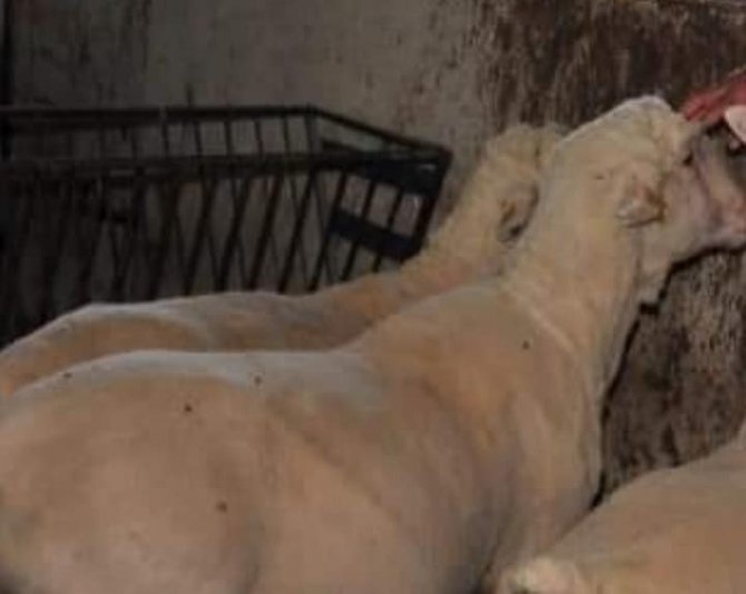 Baün’de "Damızlık Koç Üretim Merkezi" Kuruluyor