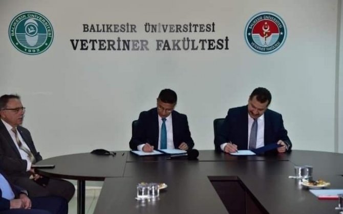Baün’de "Damızlık Koç Üretim Merkezi" Kuruluyor