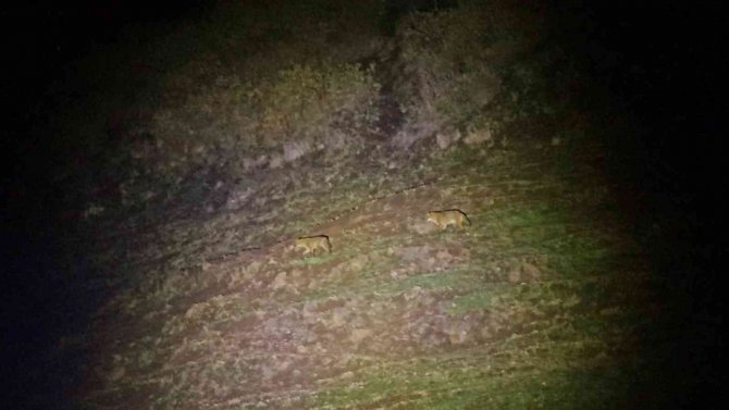 Kaplıca Keyfine Kurt Sürüsü Molası