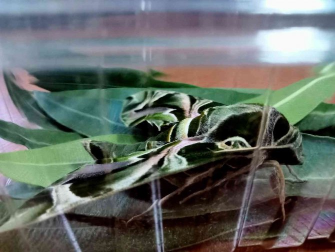 Ender Rastlanan ’Mekik Kelebeği’ İ̇zmir’de Görüntülendi