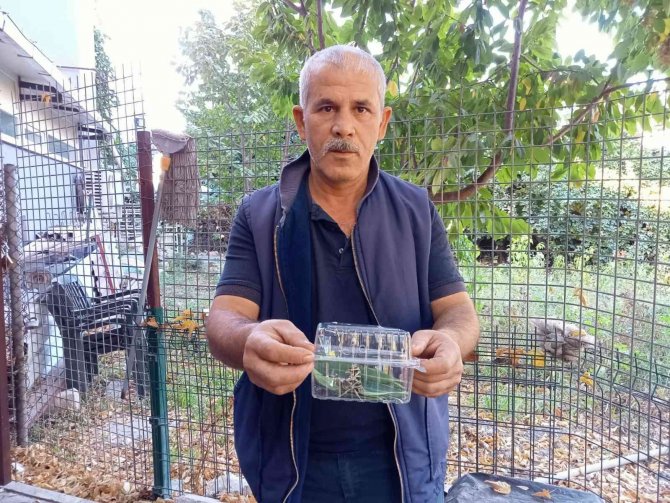 Ender Rastlanan ’Mekik Kelebeği’ İ̇zmir’de Görüntülendi