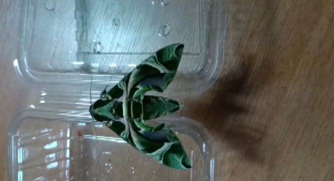 Ender Rastlanan ’Mekik Kelebeği’ İ̇zmir’de Görüntülendi