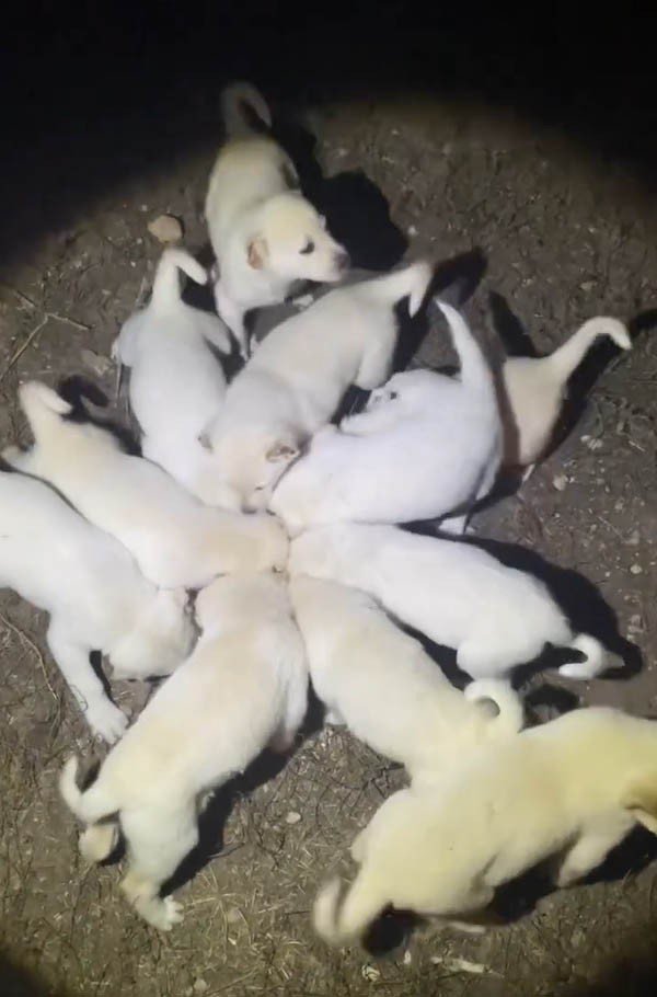 Yavru Akbaşların Aynı Kap İçerisinden Mama Yediği Anlar Görenleri Gülümsetti