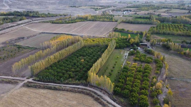 Ağrı Dağı Eteklerindeki İ̇rem Bağları Renkleri İle Büyülüyor