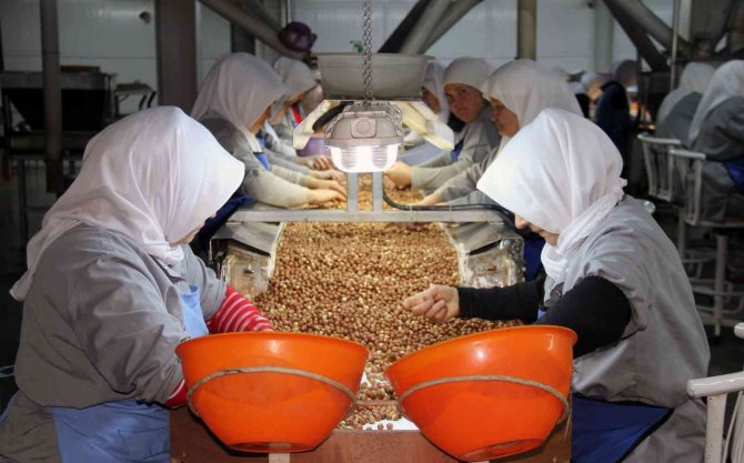Avrupa’daki Enerji Krizi Fındık İhracatını Da Olumsuz Etkiledi