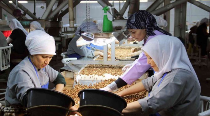 Avrupa’daki Enerji Krizi Fındık İhracatını Da Olumsuz Etkiledi