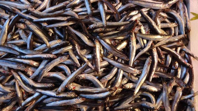 Karadeniz Hamsisi Tezgâhlarda Yerini Aldı