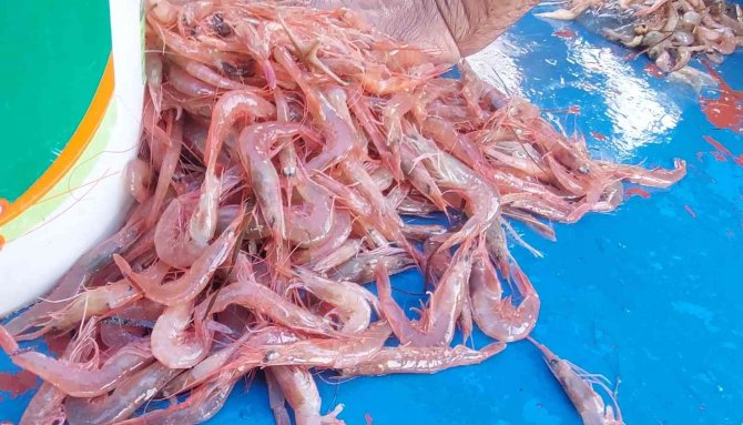 Karadeniz’de Palamut, Marmara’da Karides