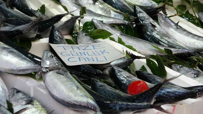 Karadeniz’de Palamut Bolluğu: Balıkçılarda Kuyruk