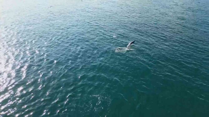 Yunusların En Doğal Gösterisi