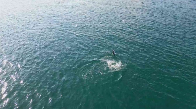 Yunusların En Doğal Gösterisi