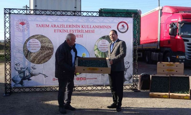 Çeltikten Sonra Boş Kalan Tarım Alanlarında Brokoli Yetiştirilecek