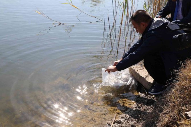 Eskişehir’de 903 Bin Adet Yavru Sazan Balığı Salımı Yapıldı