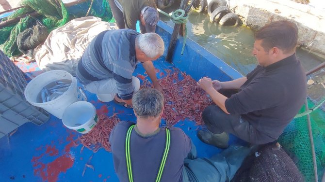 Karadeniz’de Palamut, Marmara’da Karides