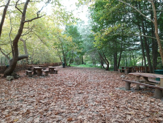 Sinop Ormanlarında Renk Cümbüşü