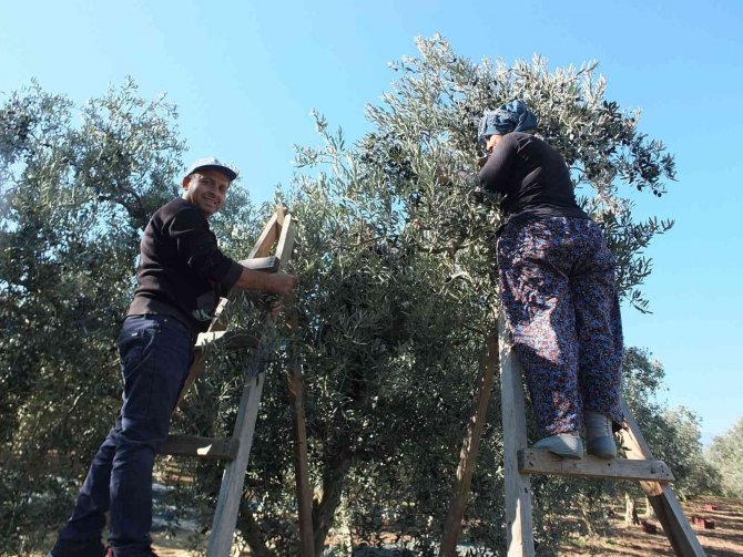 Balıkesir’de Zeytin Hasadına Başlandı