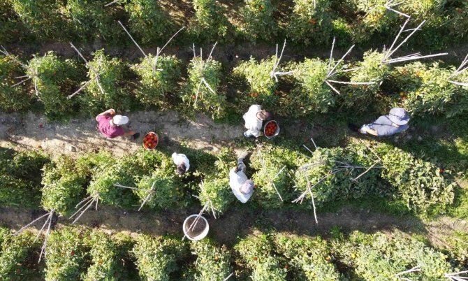 Avrupa’dan Talep Üstüne Talep Geliyor, Domates Üreticisinin Yüzü Gülüyor