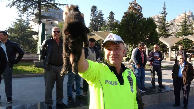 Yavru Kediyi Bulunduğu Yerden Çıkartmak Kolay Olmadı