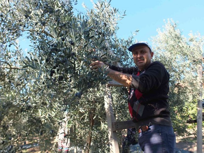 Balıkesir’de Zeytin Hasadına Başlandı