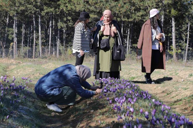 Safran Tarlaları Üç Haftada 60 Bin Ziyaretçiyi Ağırladı