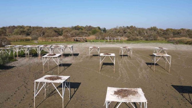 Bandırma Kuşcenneti Göçmen Kuşlar İçin Hazırlanıyor